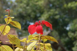 Image of red mussaenda