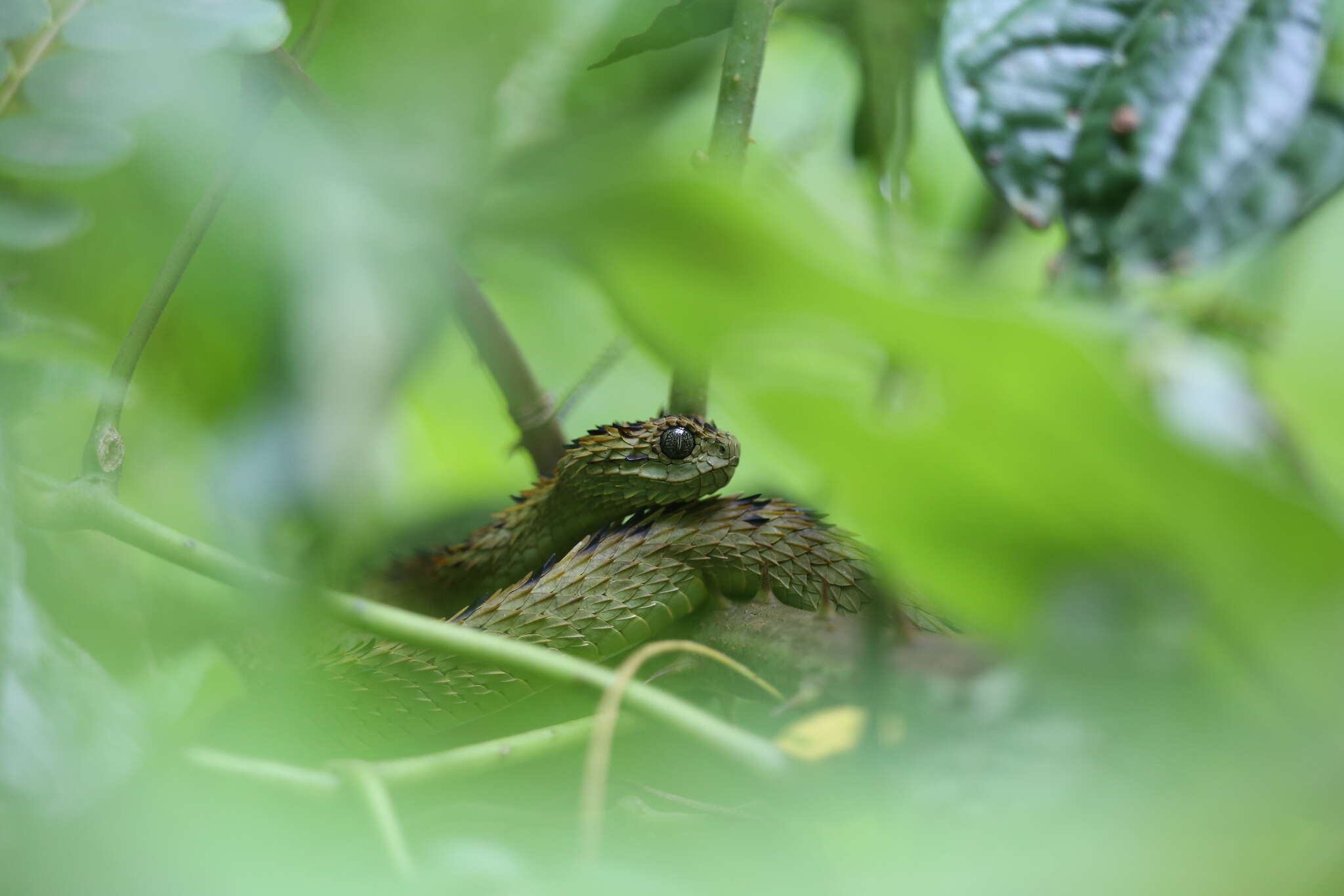 Atheris hispida, entre flores