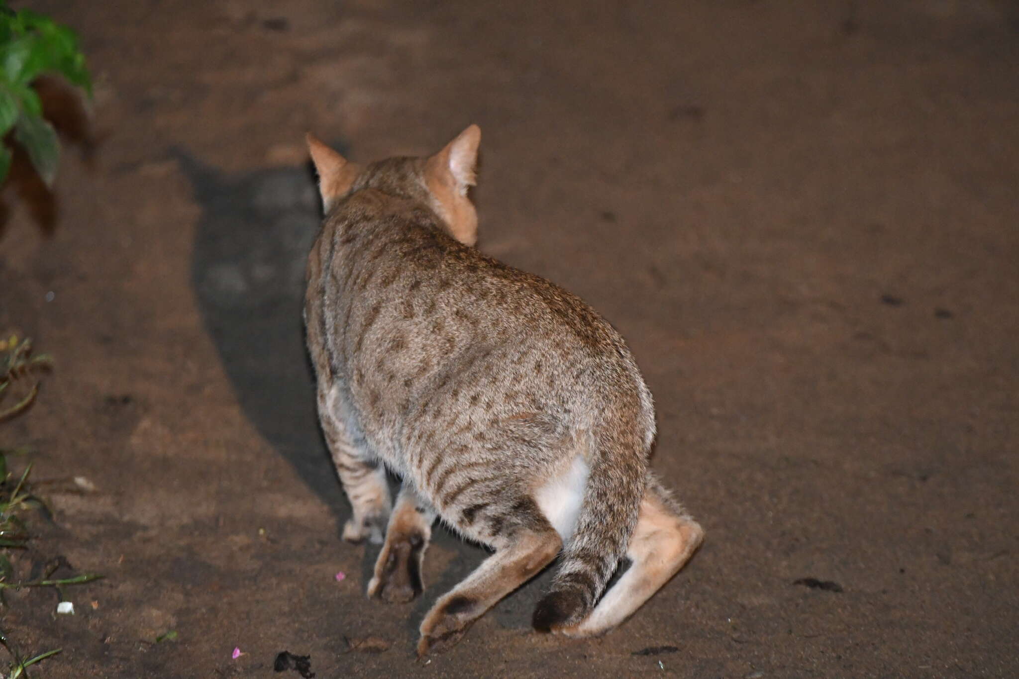 Image de Chat rougeâtre