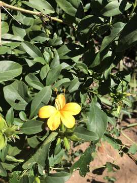 صورة Barleria prionitis subsp. delagoensis (Obermeyer) R. K. Brummitt & J. R. I. Wood