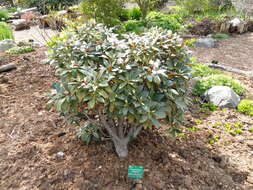 صورة Rhododendron traillianum Forrest & W. W. Sm.