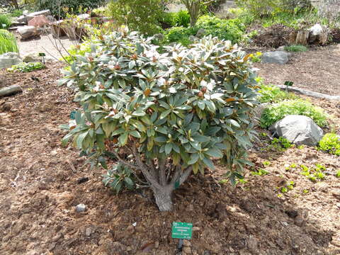 Image of Rhododendron traillianum Forrest & W. W. Sm.