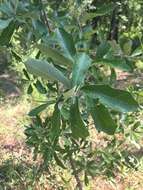 Image of Bluejack Oak