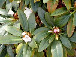 صورة Rhododendron traillianum Forrest & W. W. Sm.