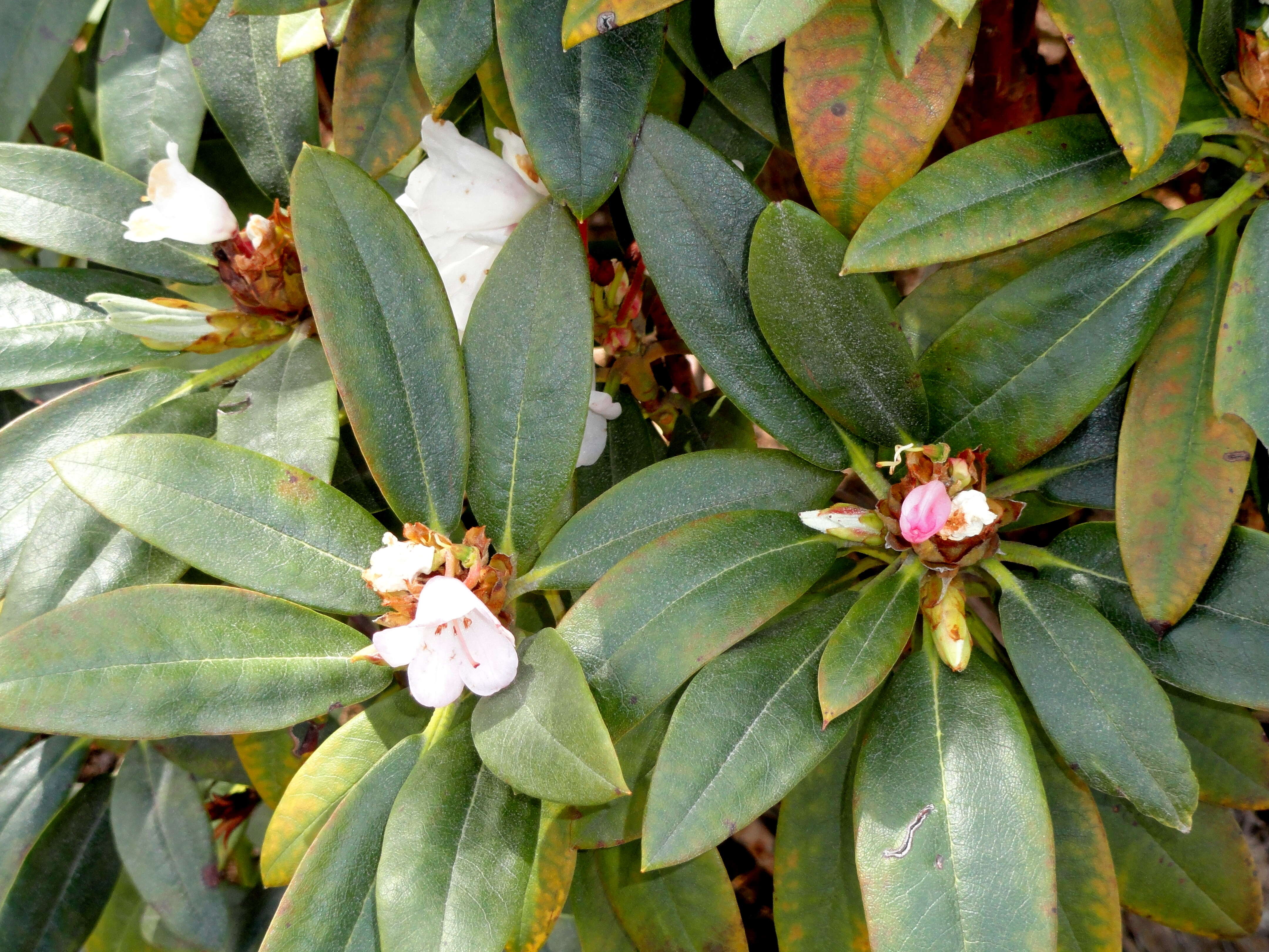 Imagem de Rhododendron traillianum Forrest & W. W. Sm.