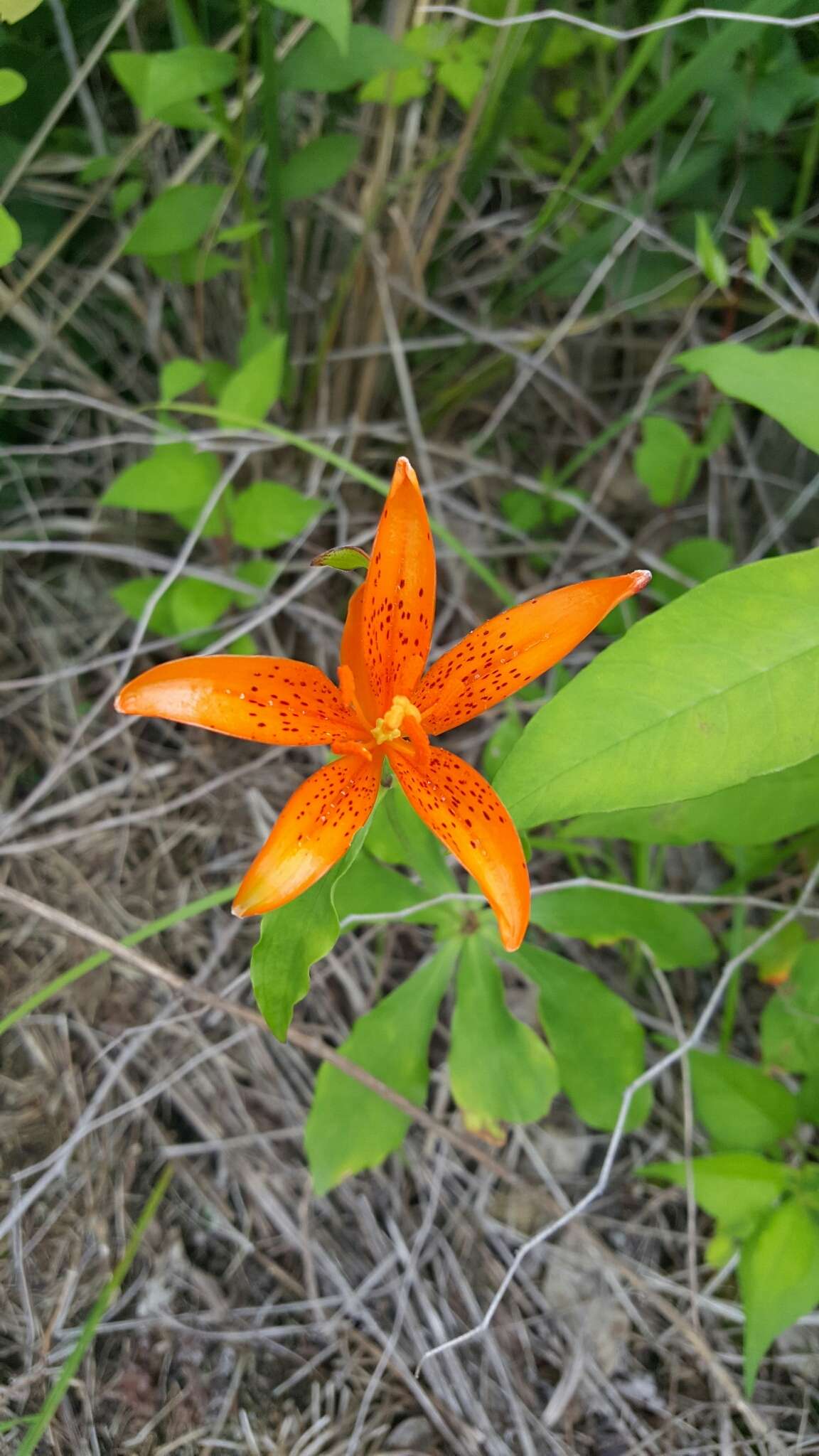 Image of Lilium tsingtauense Gilg