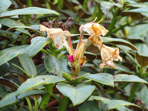 Plancia ëd Rhododendron adenogynum Diels