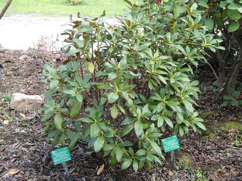 صورة Rhododendron aganniphum I. B. Balf. & Kingdon-Ward