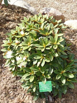 صورة Rhododendron aganniphum I. B. Balf. & Kingdon-Ward