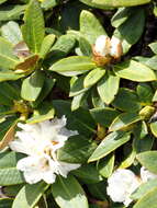 Plancia ëd Rhododendron aganniphum I. B. Balf. & Kingdon-Ward