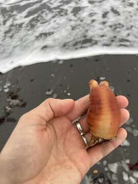 Image of Sea peach