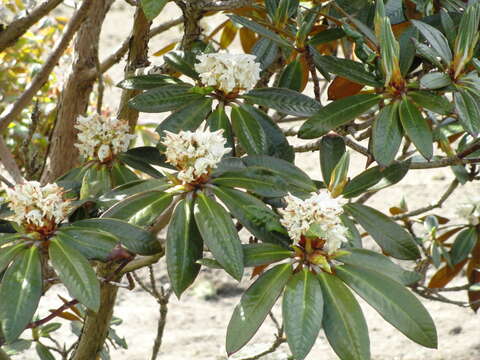 Слика од Rhododendron alutaceum I. B. Balf. & W. W. Sm.