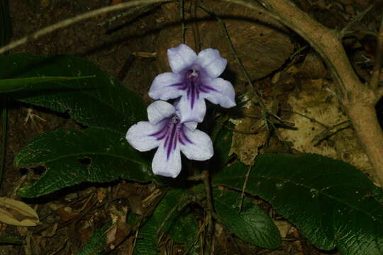 Streptocarpus primulifolius Gandoger resmi