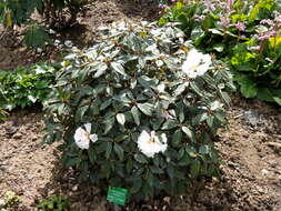 Image of Rhododendron bureavii Franch.