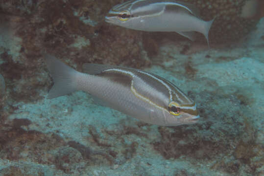 Image of Three-lined monocle bream