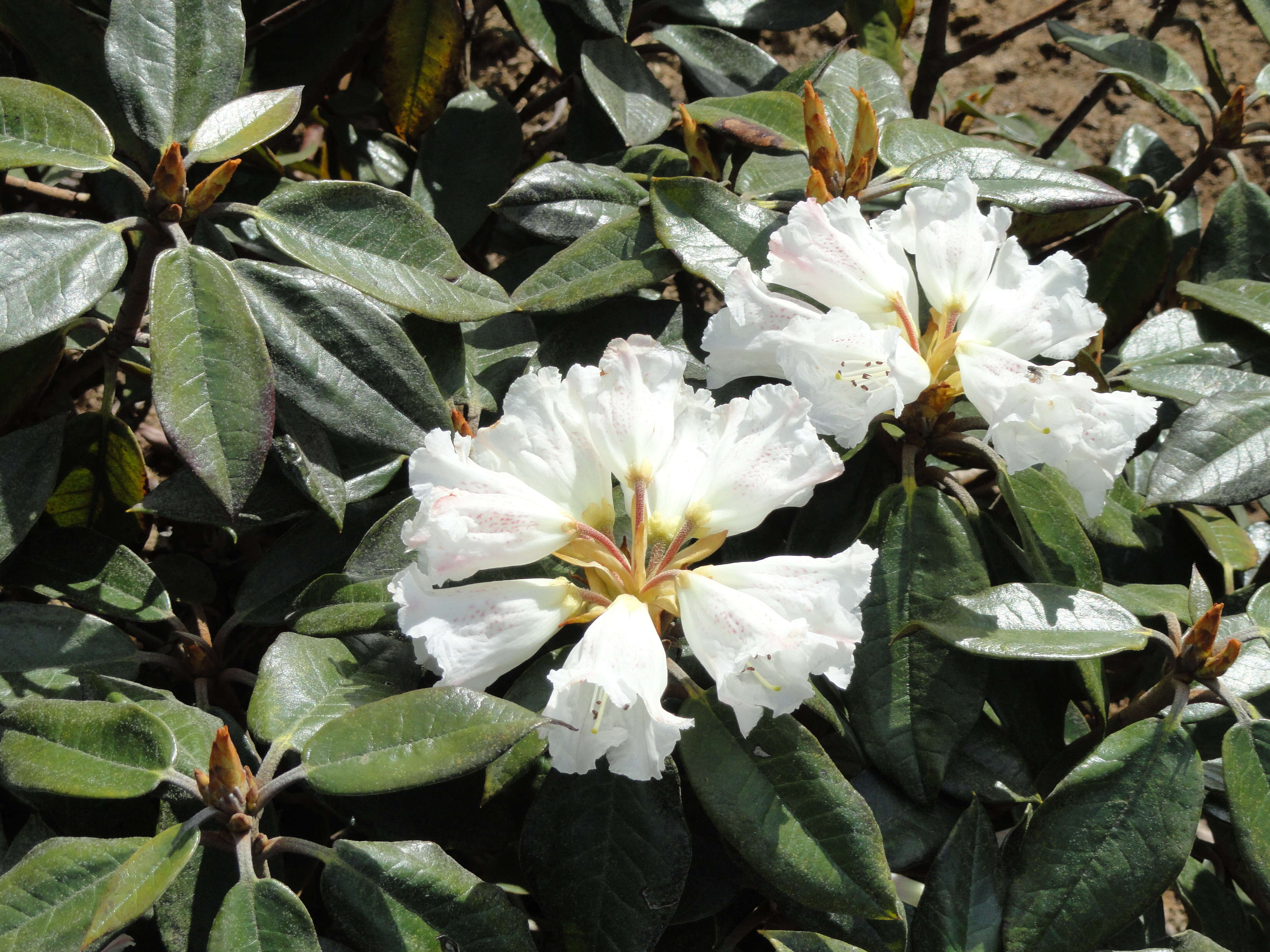 Image of Rhododendron bureavii Franch.