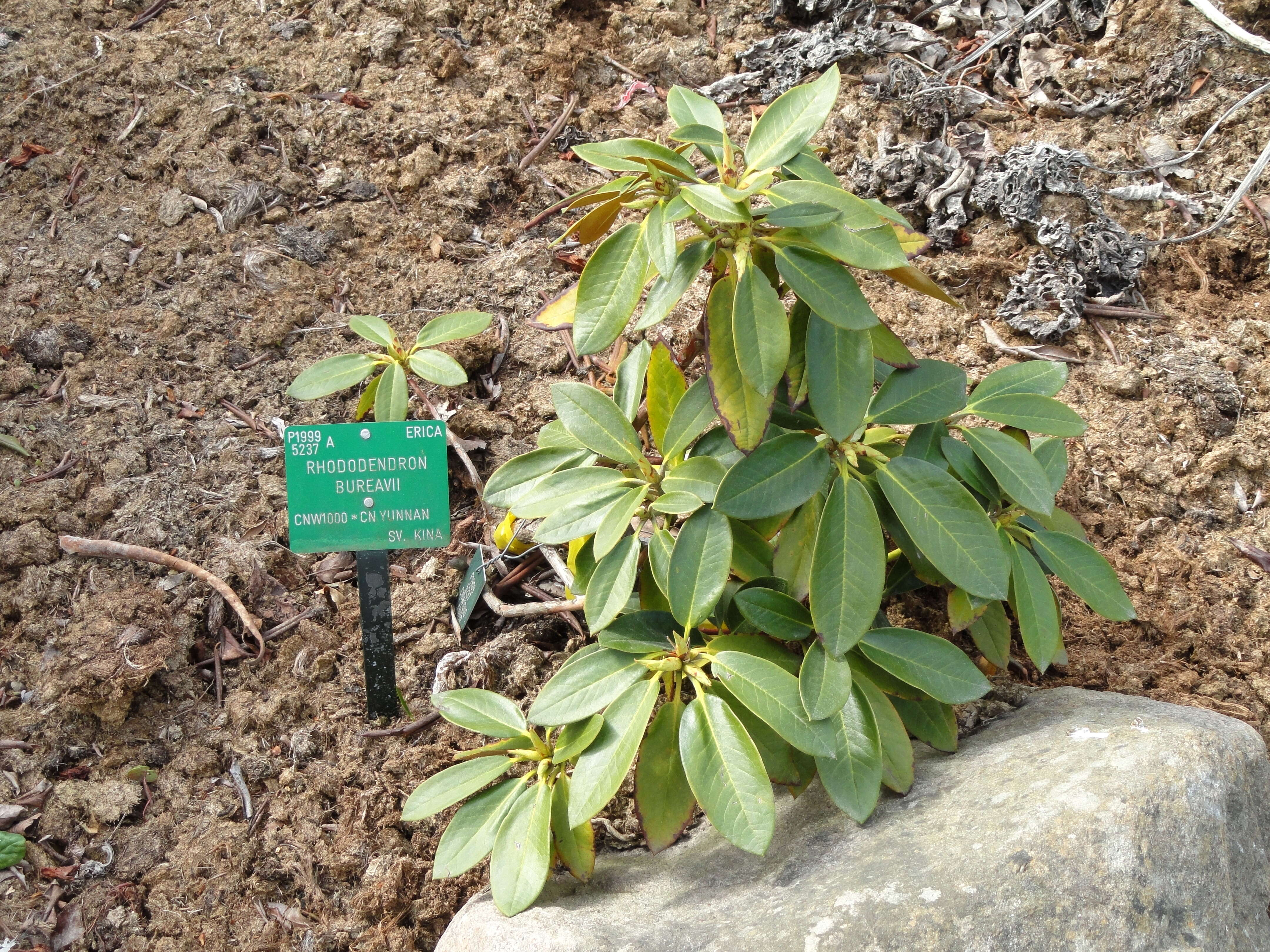 Image of Rhododendron bureavii Franch.