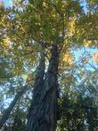 Image of shagbark hickory