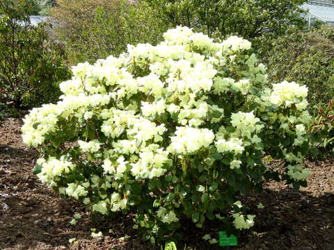 Imagem de Rhododendron campylocarpum Hook. fil.