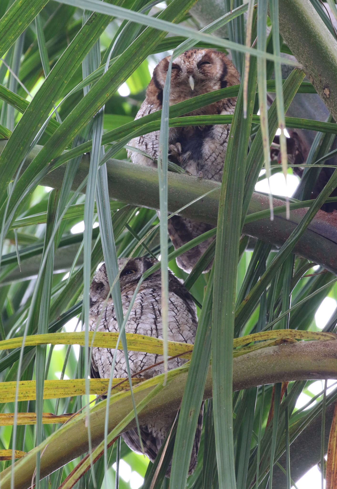 Image of Tropical Screech Owl