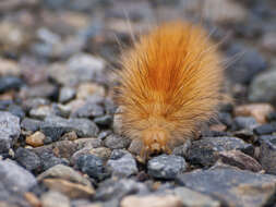 Imagem de Spilosoma virginica Fabricius 1798