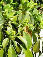 Imagem de Rhododendron ciliatum Hook. fil.