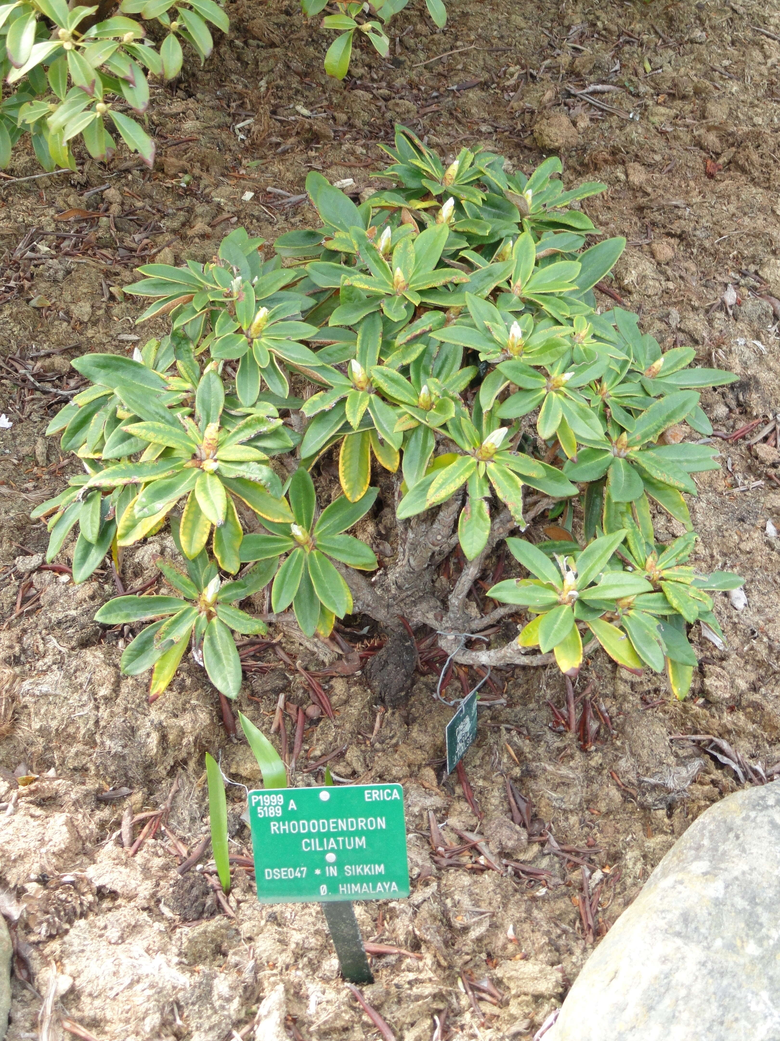 Imagem de Rhododendron ciliatum Hook. fil.