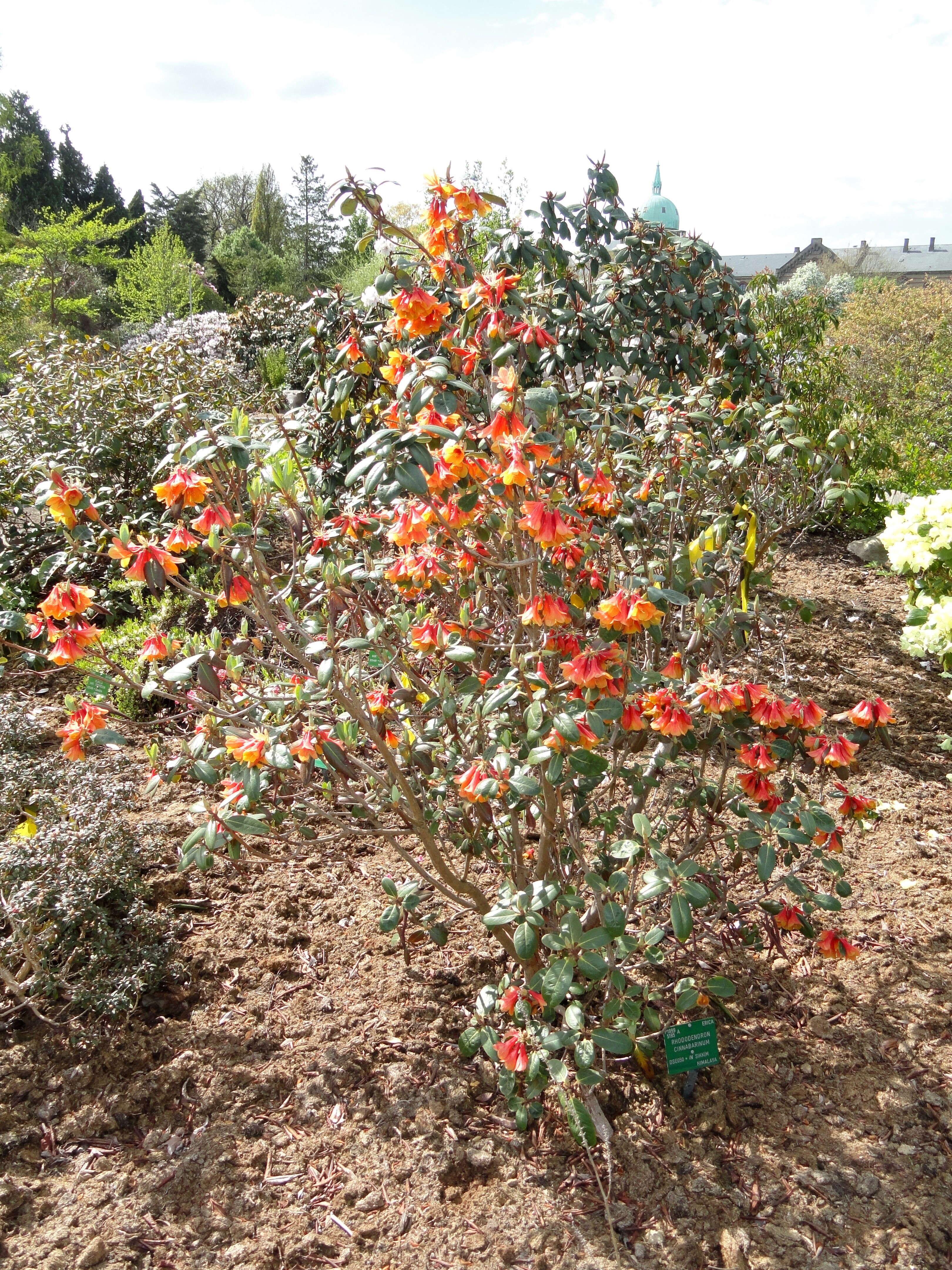 Imagem de Rhododendron cinnabarinum Hook. fil.