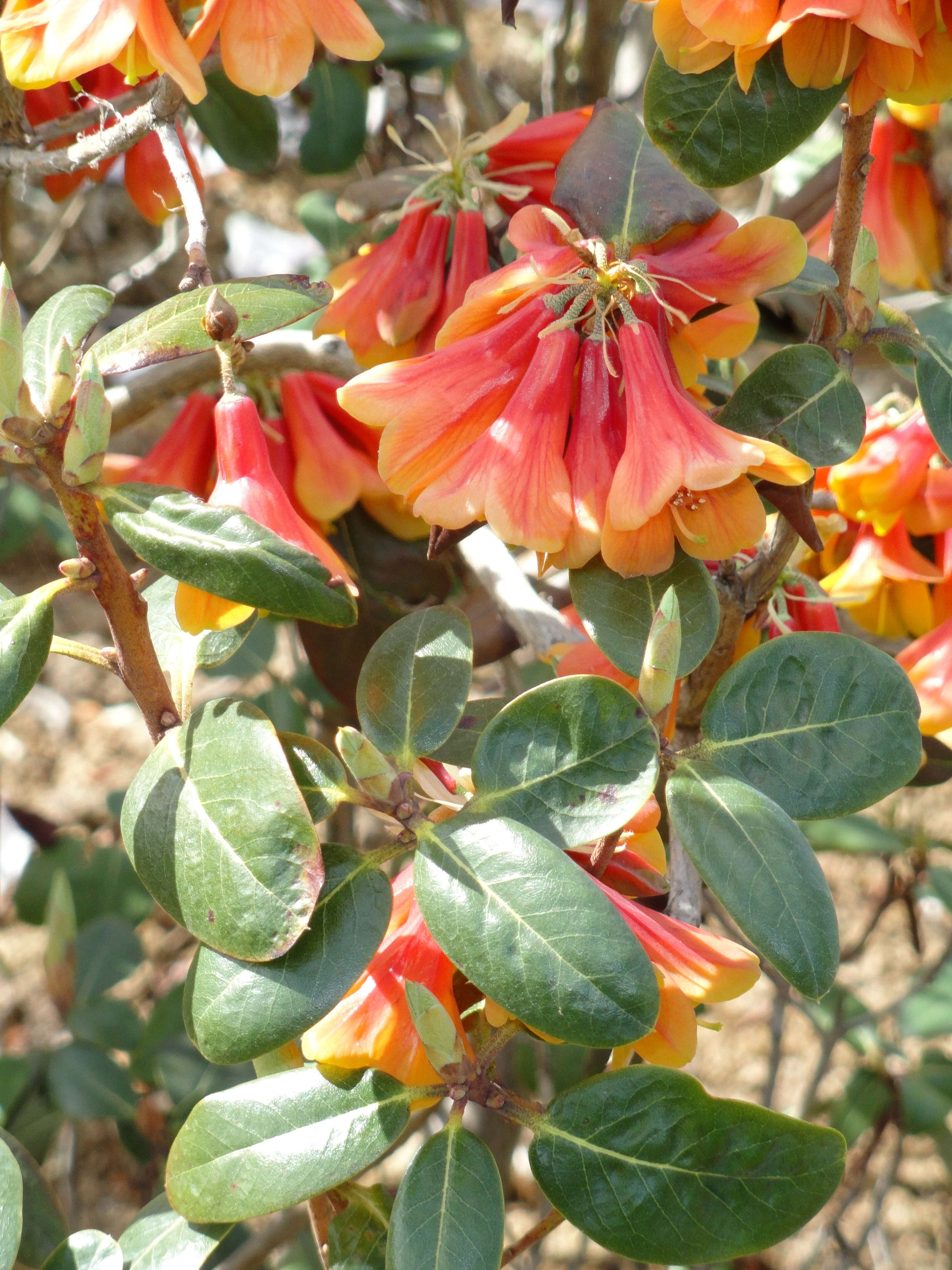 Imagem de Rhododendron cinnabarinum Hook. fil.