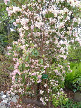 Image of Rhododendron concinnum Hemsl.