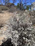 Image of Chenopodium curvispicatum P. G. Wilson