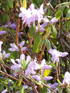 Image of Rhododendron concinnum Hemsl.