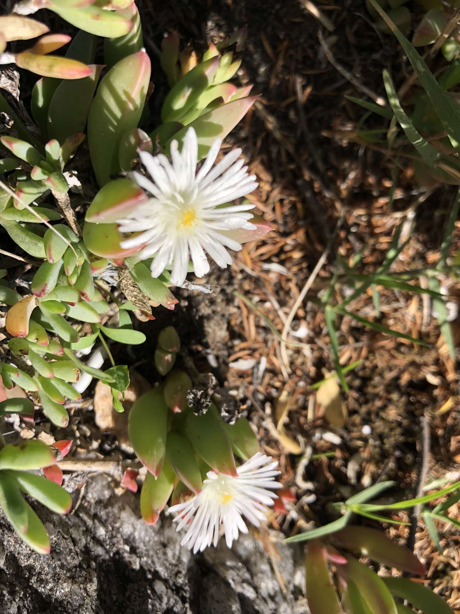 Image of Delosperma guthriei Lavis