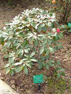 Image of Rhododendron bureavii Franch.