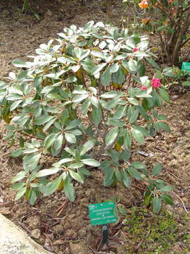 Image of Rhododendron bureavii Franch.