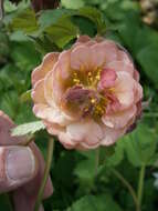 Image of Water Avens