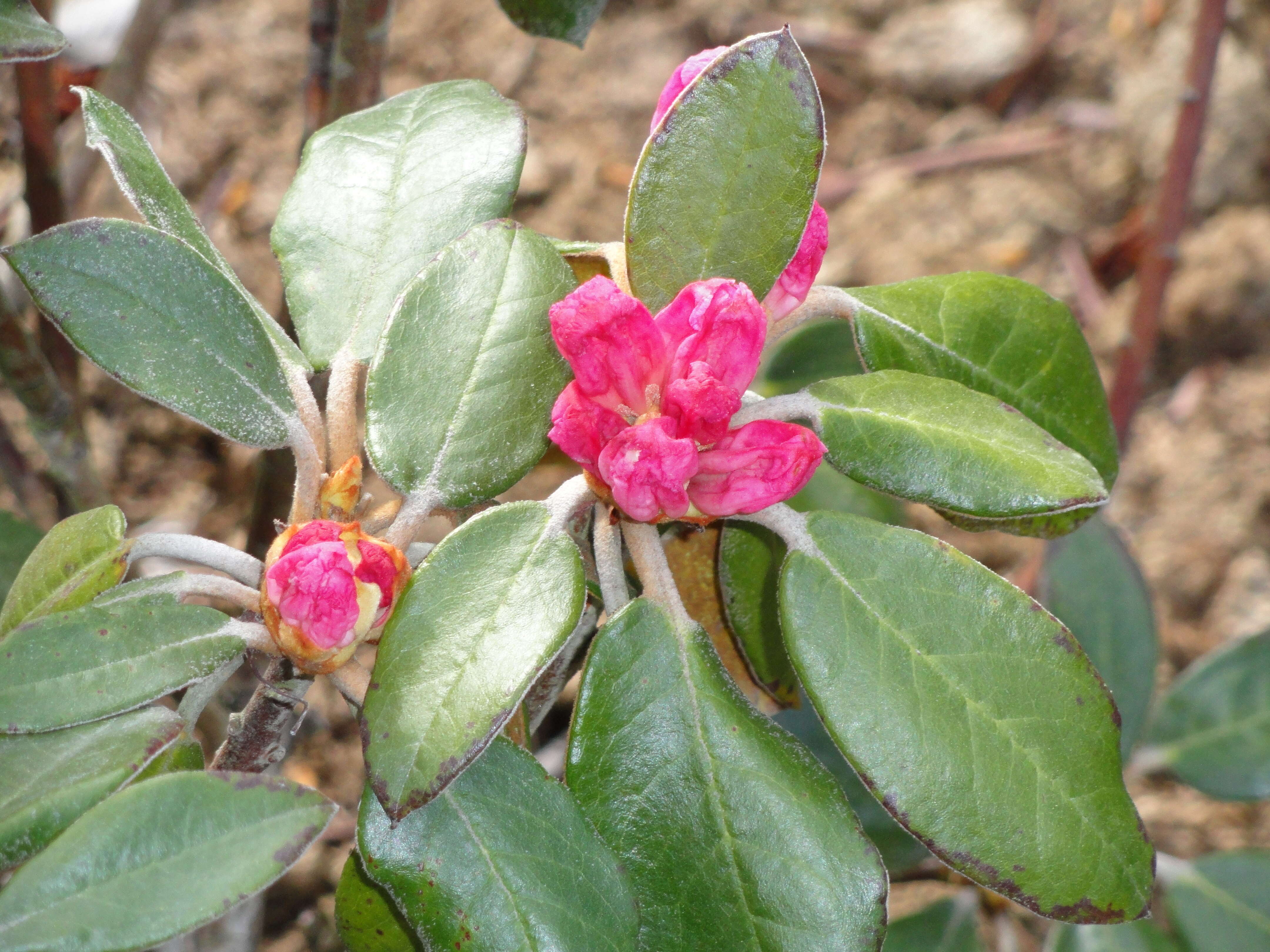 Image of Rhododendron bureavii Franch.