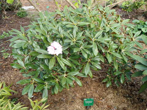 Image of Rhododendron degronianum Carr.