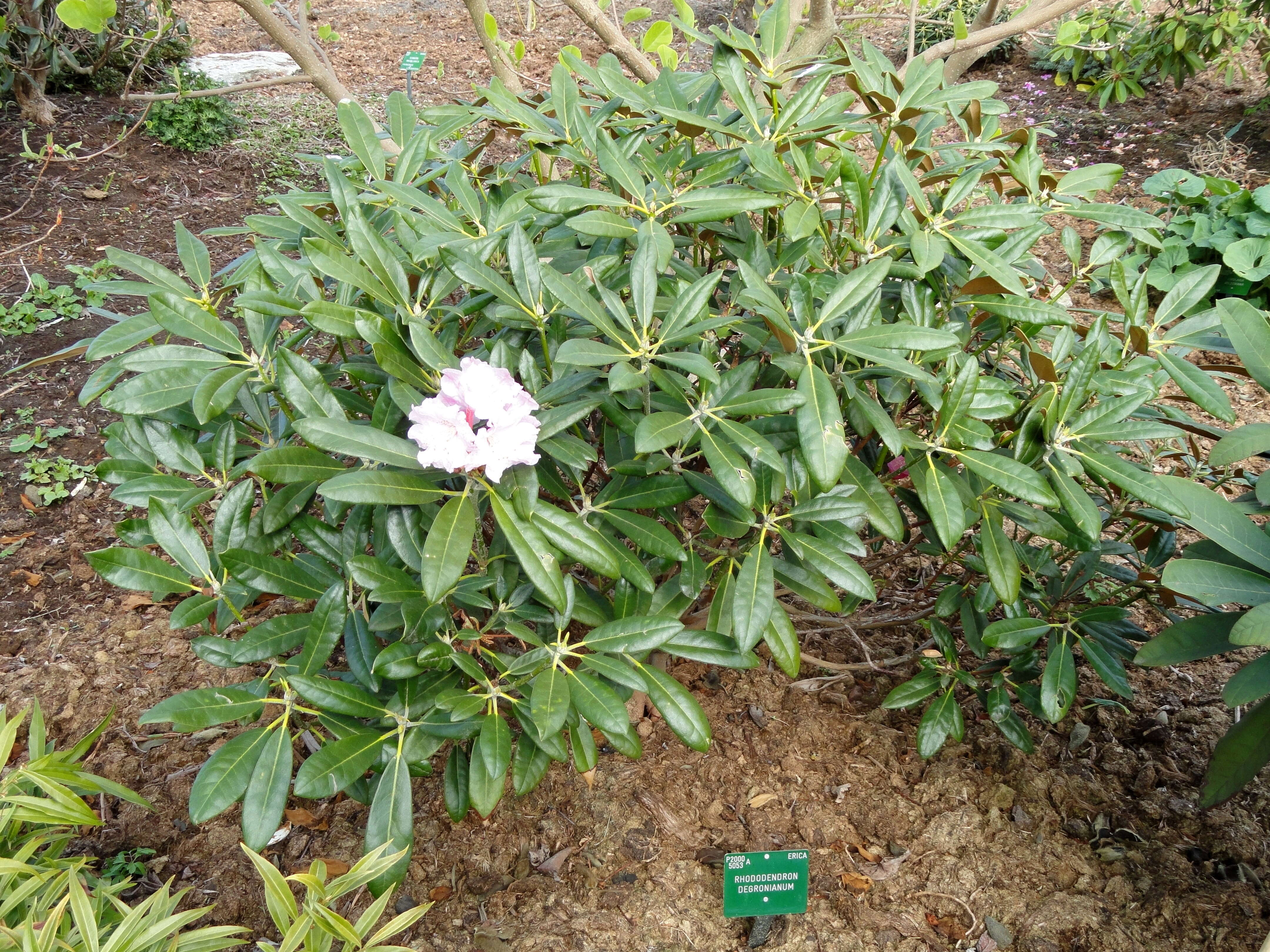 Imagem de Rhododendron degronianum Carr.