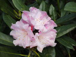 Imagem de Rhododendron degronianum Carr.