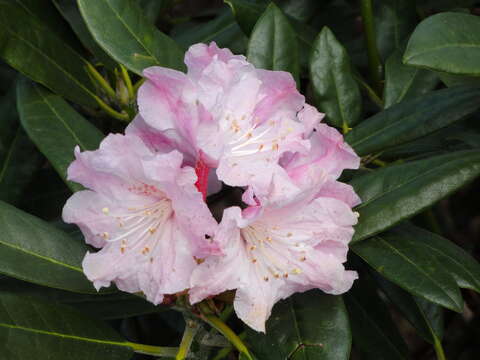 Image of Rhododendron degronianum Carr.