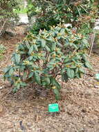 Image of Rhododendron erosum Cowan