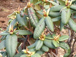 Image of Rhododendron erosum Cowan