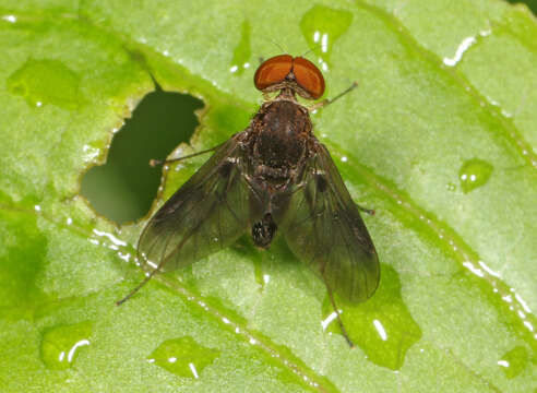 Image of Chrysopilus quadratus (Say 1823)