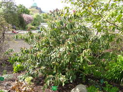 Imagem de Rhododendron fortunei T. Moore ex Lindl.