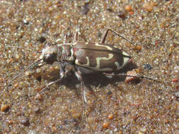 Image of Cicindela (Cicindela) hirticollis hirticollis Say 1817