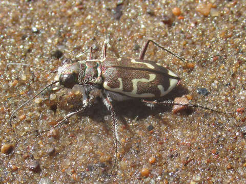 Image of Cicindela (Cicindela) hirticollis hirticollis Say 1817