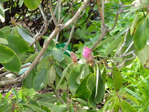 Image of Rhododendron fortunei T. Moore ex Lindl.