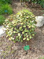 Imagem de Rhododendron fulgens Hook. fil.