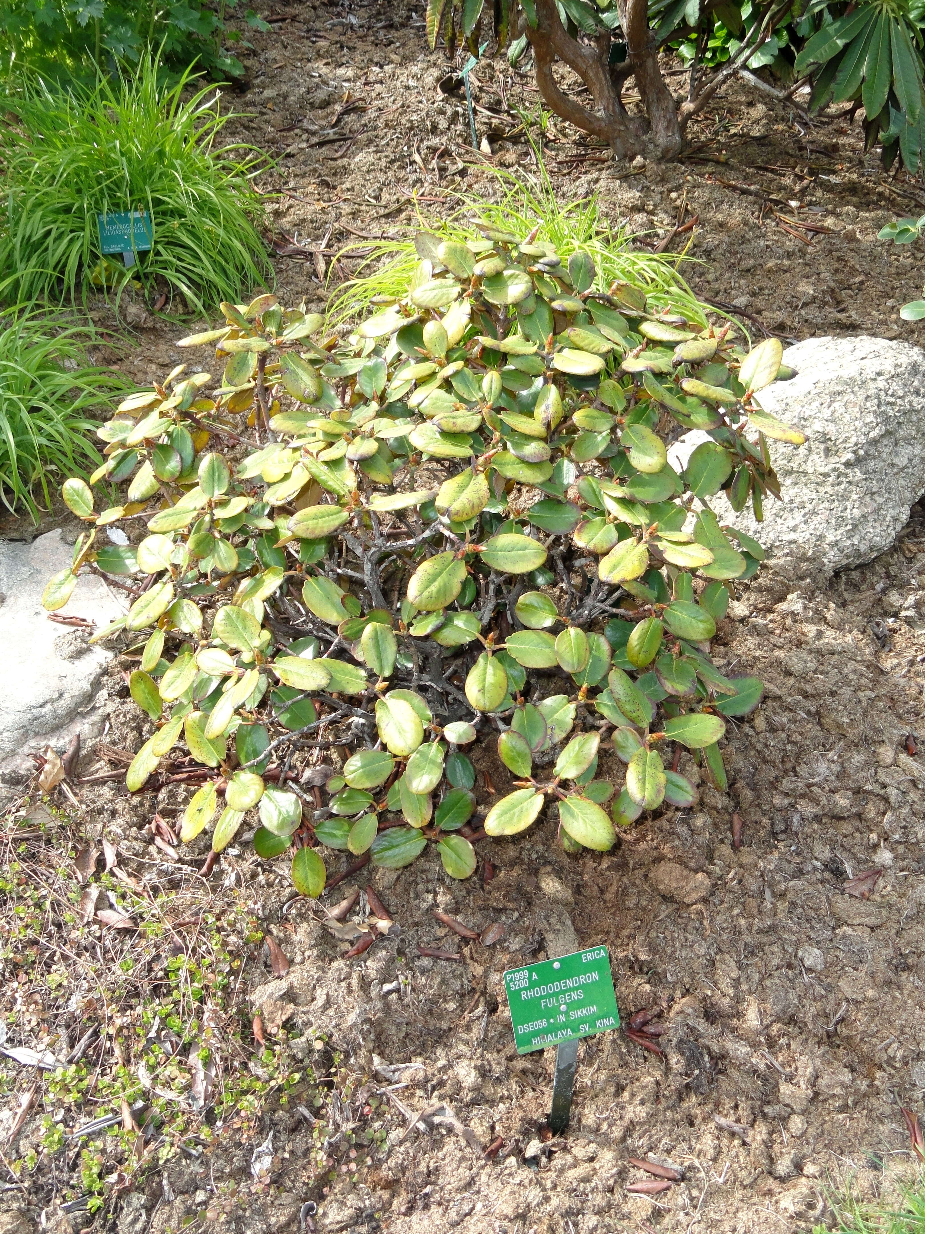 Imagem de Rhododendron fulgens Hook. fil.